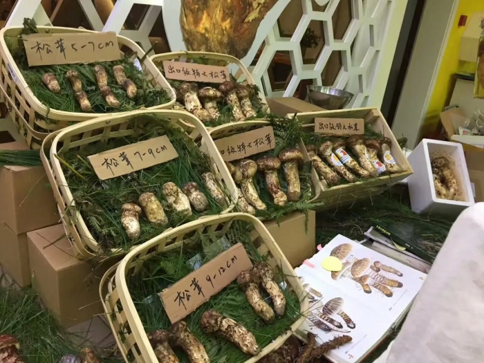 Мацутаке грибы