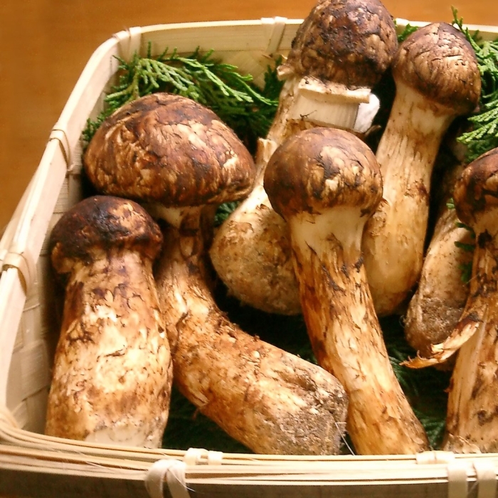 Рядовка мацутакэ