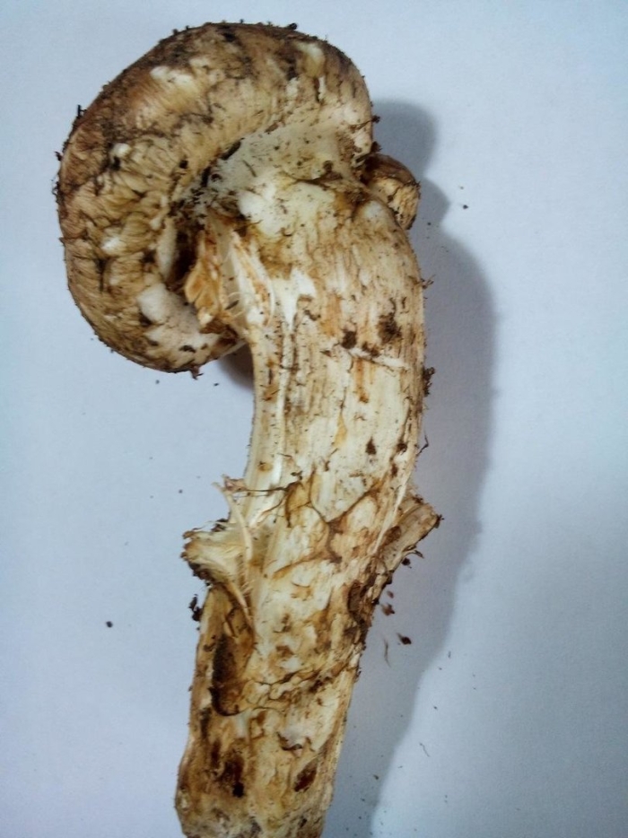 Сосновый гриб мацутаки