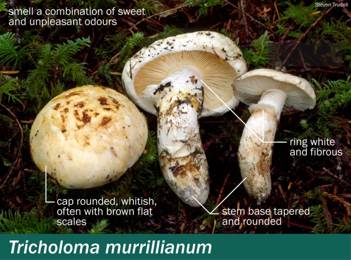 Tricholoma murrillianum