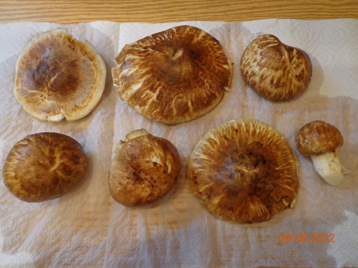 Рядовка мацутакэ tricholoma matsutake