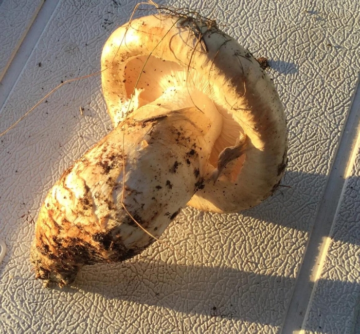 Паутинник гриб сизононожковый