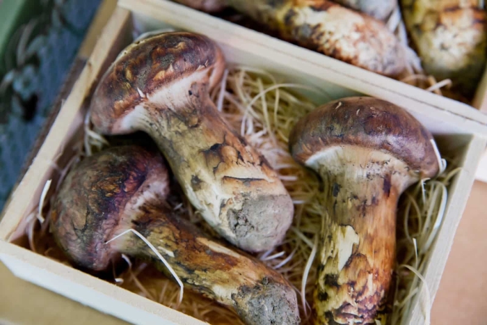 Гриб мацутаке