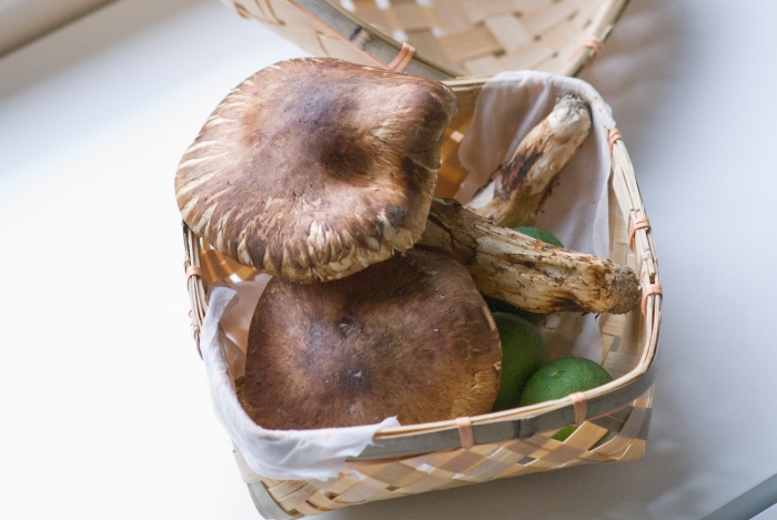 Шиитаке lentinula edodes