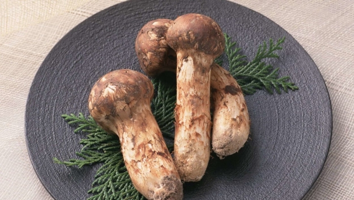 Гриб мацутакэ