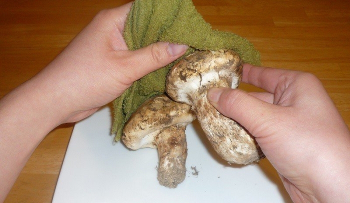 Рядовка мацутакэ