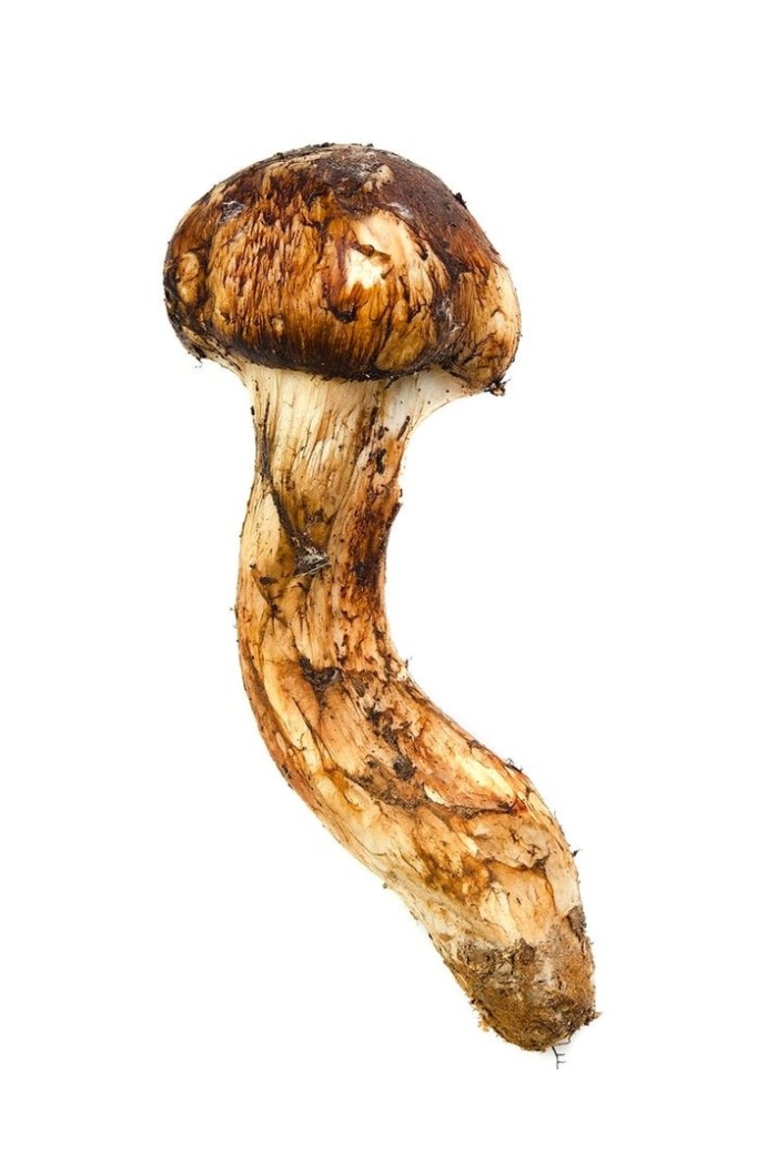 Гриб tricholoma matsutake
