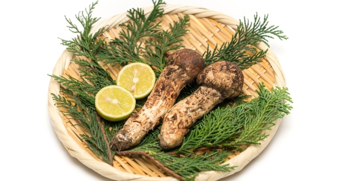 Японские грибы мацутаке