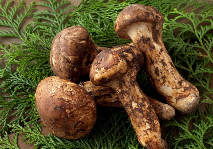 Мацутакэ умэтаро