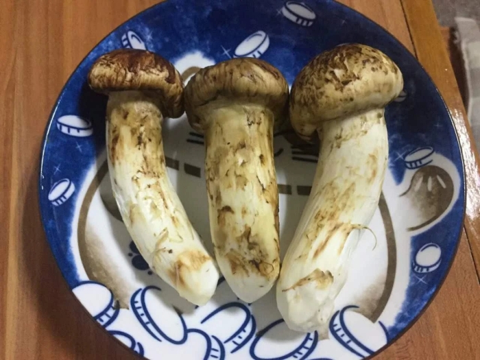 Трихолома мацутаке