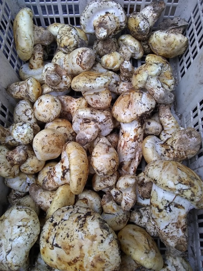 Matsutake mushroom