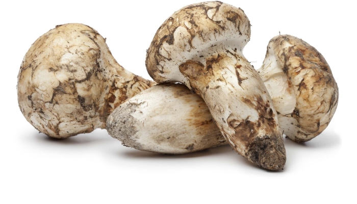 Рядовка мацутакэ