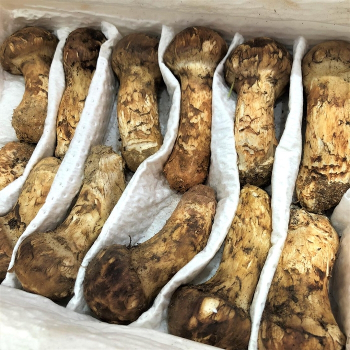 Matsutake mushroom