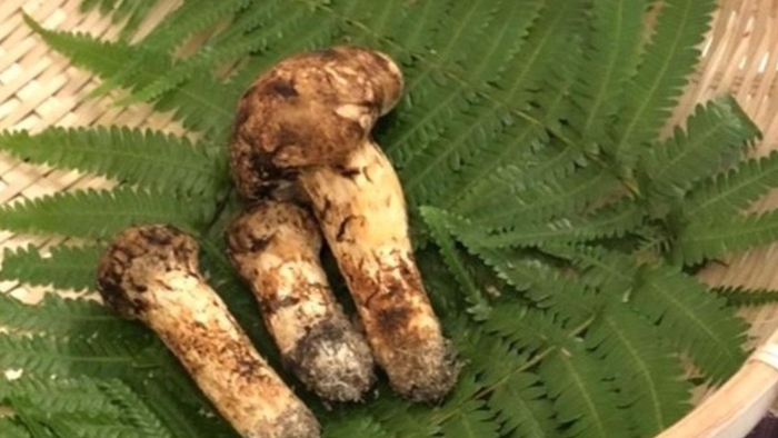 Мацутакэ умэтаро