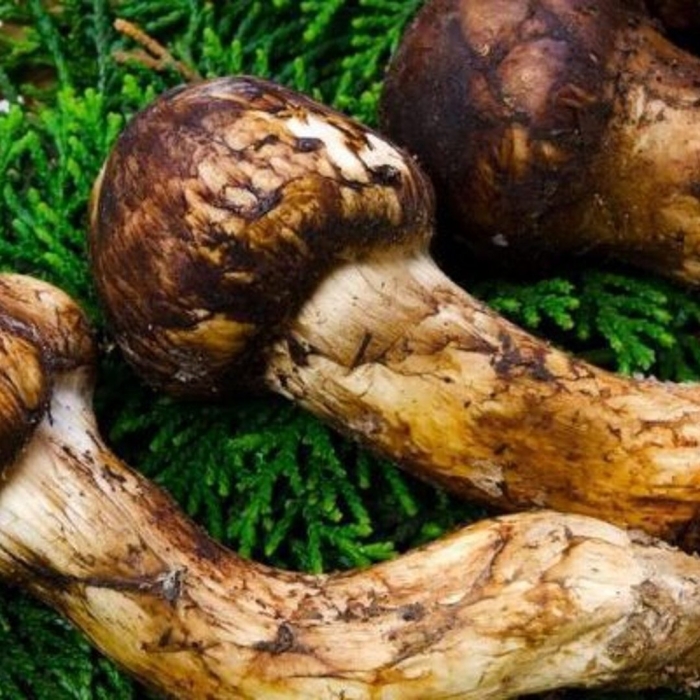 Мацутакэ гриб