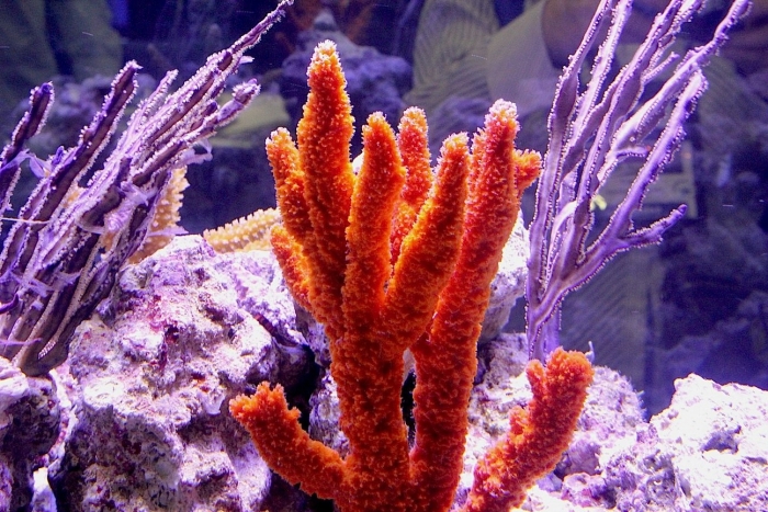 Кауластрея коралл