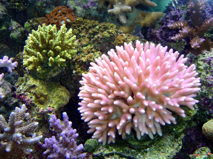 Мадрепоровые кораллы