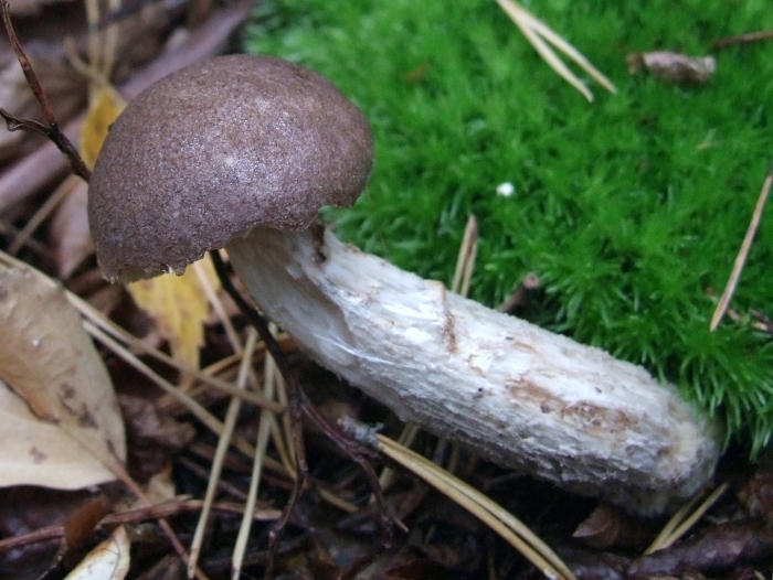 Подберезовик твердоватый