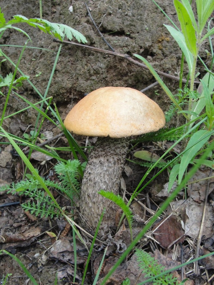 Подосиновик желто бурый