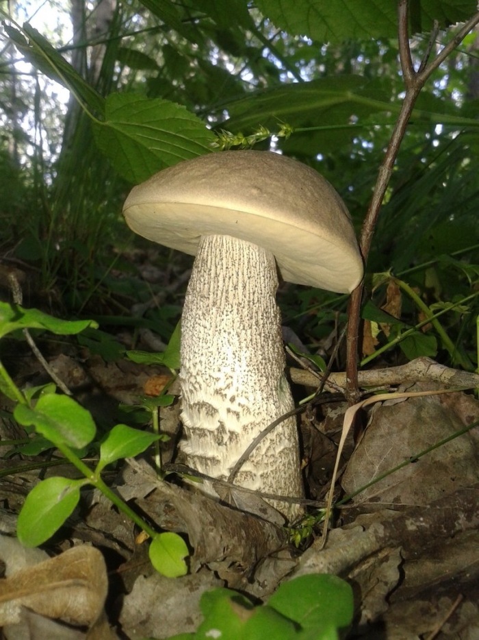 Белый подберезовик