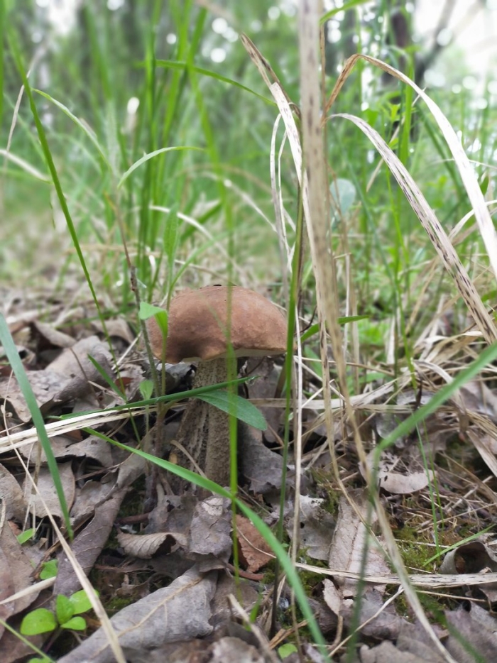 Гриб подберезовик челыш