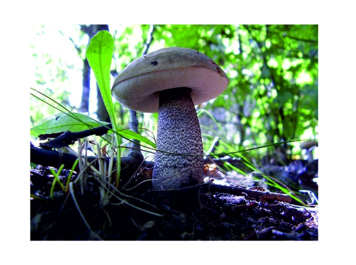 Leccinum duriusculum