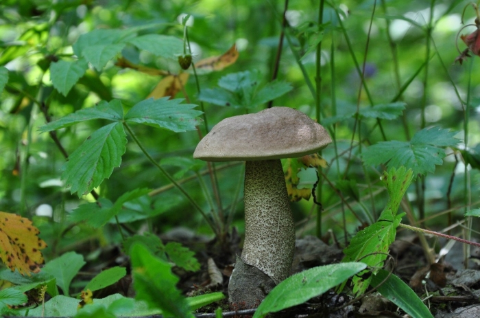 Подберезовик болотный ( léccinum hólopus)