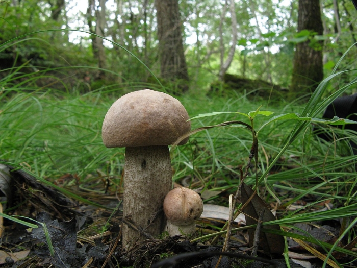 Подберезовик твердоватый