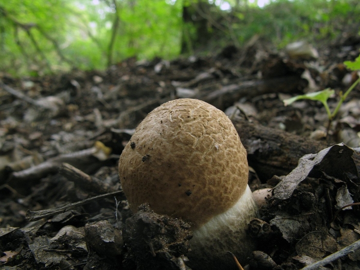 Шампиньон августовский agaricus augustus