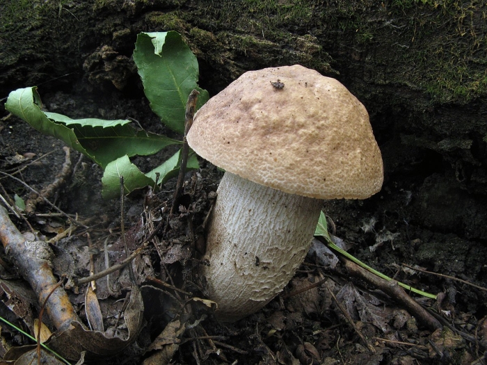 Обабок дальневосточный гриб