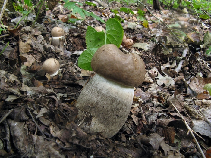 Подберезовик твердоватый