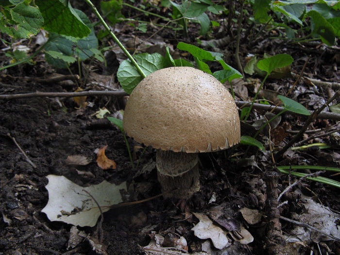 Шампиньон лесной agaricus silvaticus