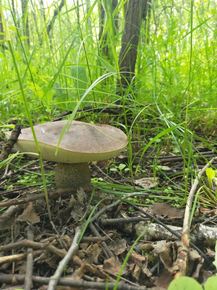 Подберезовик жестковатый