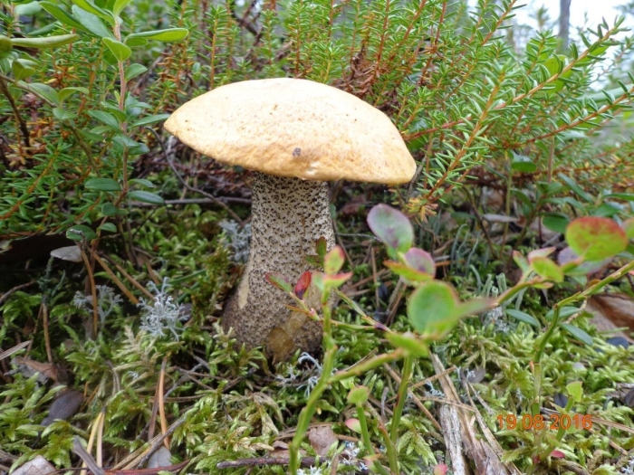Подберезовик обыкновенный