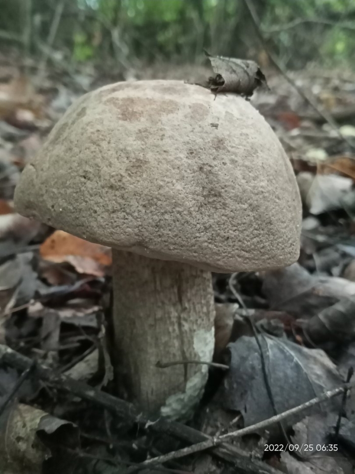 Грибы подосиновики и подберезовики