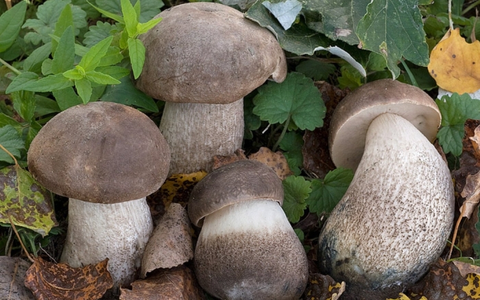 Подосиновик серый