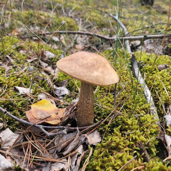 Подберезовик обыкновенный гриб