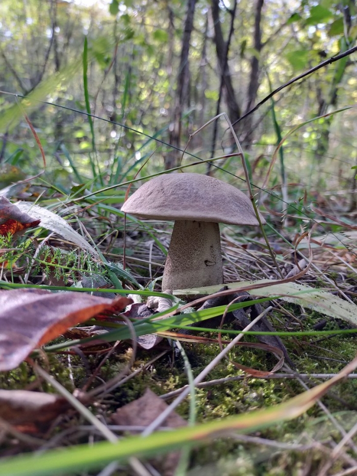 Подберёзовик гриб