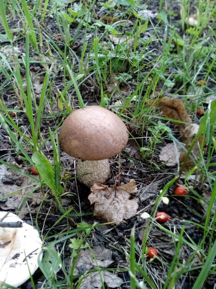Подберезовик обыкновенный (обабок)