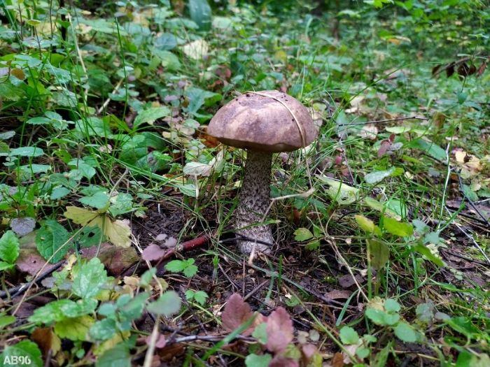 Гриб подберезовик