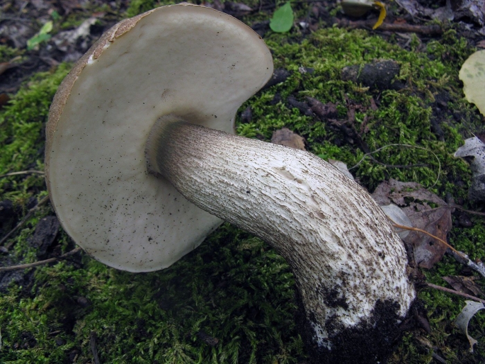 Подберезовик трубчатый гриб