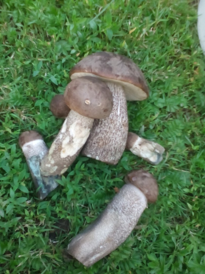 Подберёзовик жестковатый leccinum duriusculum