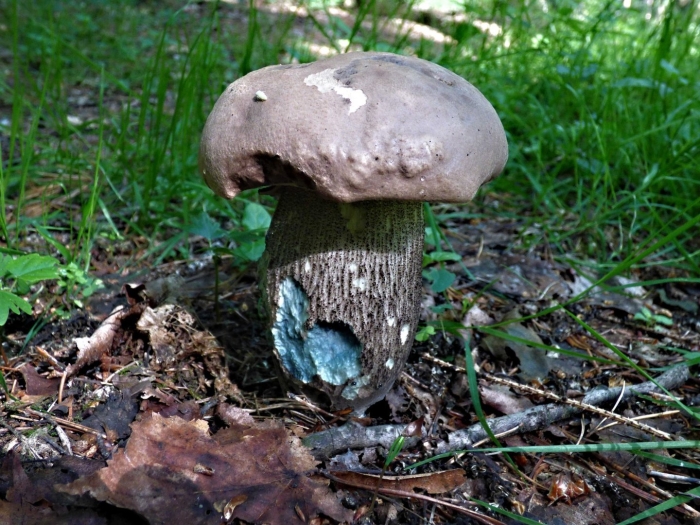 Boletus reticulatus