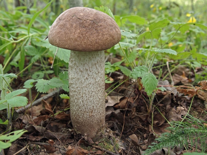 Грибы подосиновики и подберезовики