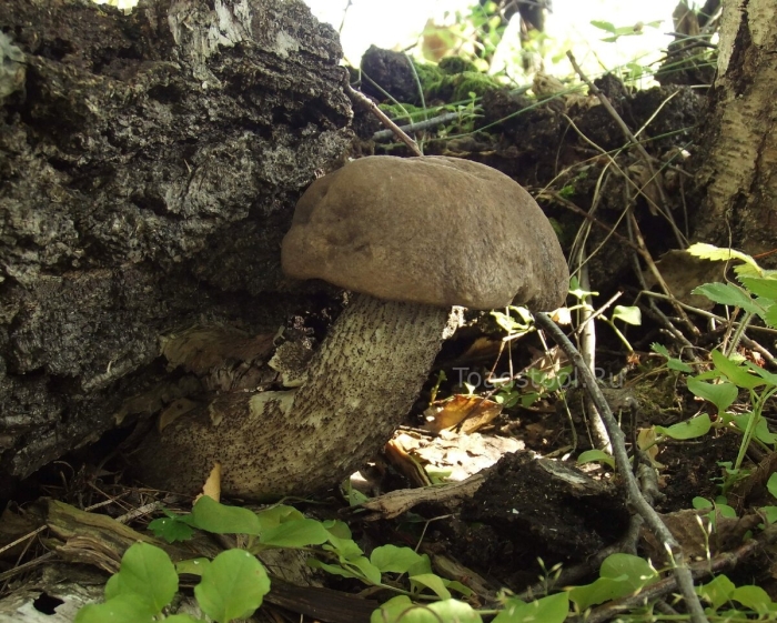 Ложные подберезовики