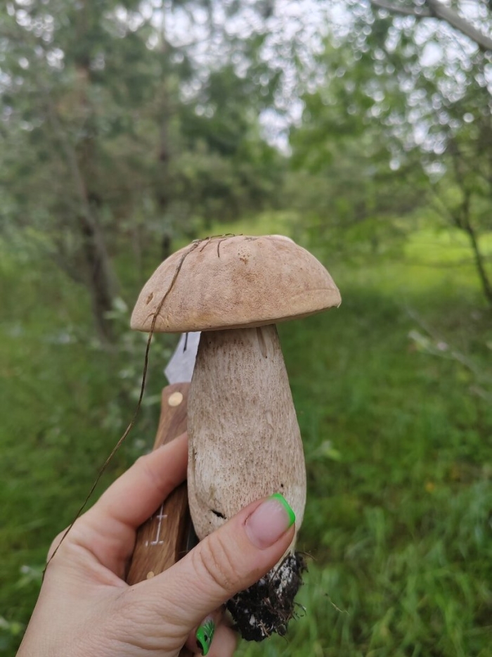 Подберезовик гриб