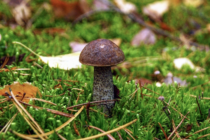 Подберезовик черноголовик