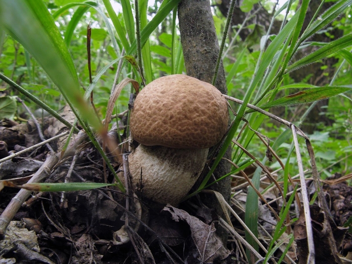 Подберёзовик твердоватый leccinum duriusculum
