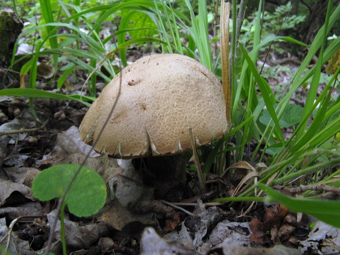 Подберезовик твердоватый