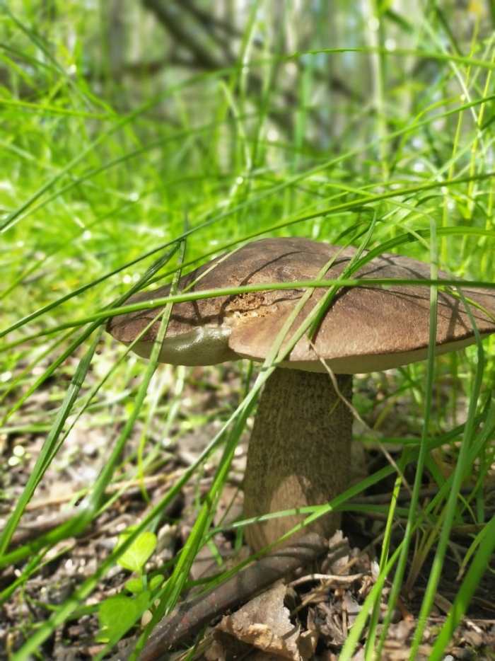 Подберезовик жестковатый